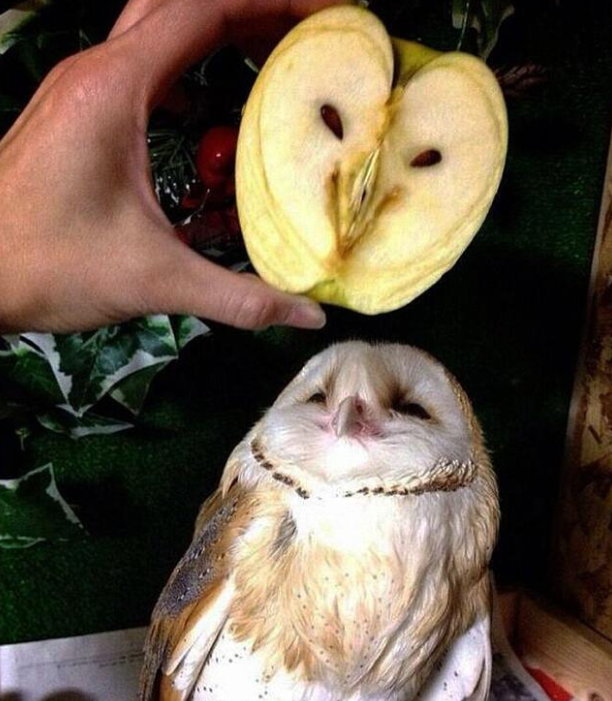 Komik Fotolar - Baykuş elmaya benzemiş!