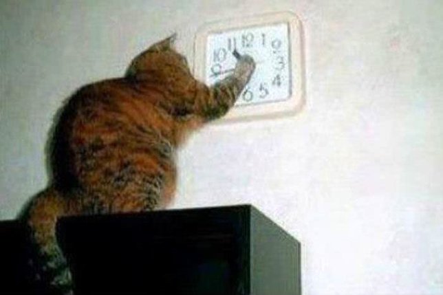 Komik Fotolar - Saati Değiştirmeye Çalışan Kedi