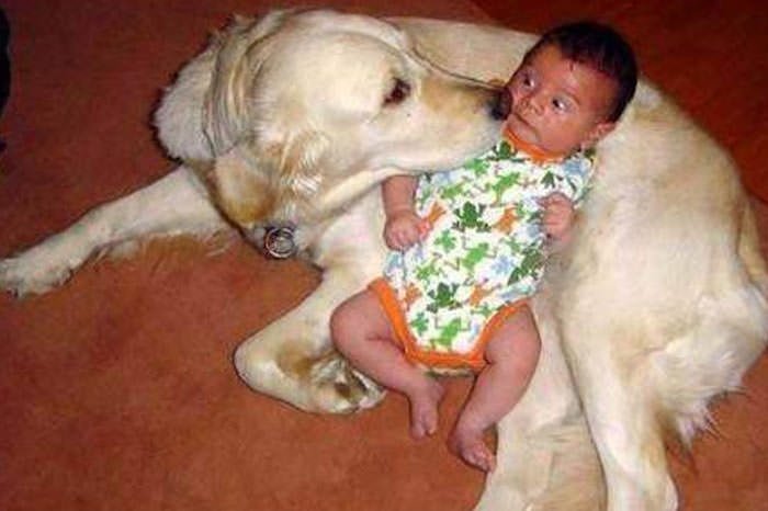 Bebek ve Köpek
